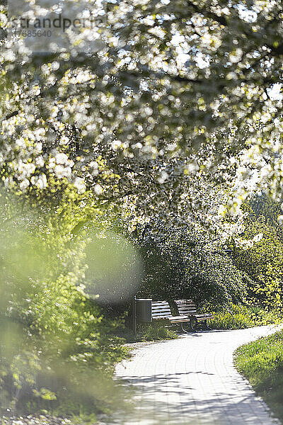 Fußweg und zwei leere Bänke im Frühlingspark mit weißen Kirschblüten im Vordergrund