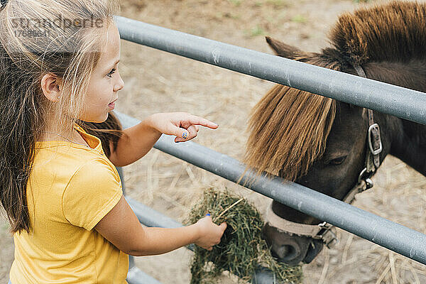 Mädchen füttert Miniaturpferd im Bauernhof mit Gras