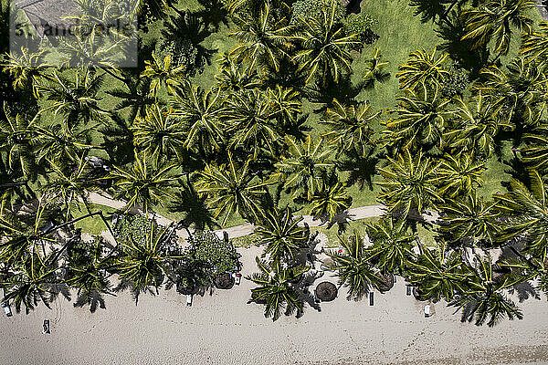 Mauritius  Black River  Flic-en-Flac  Helicopter view of palm trees on African beach