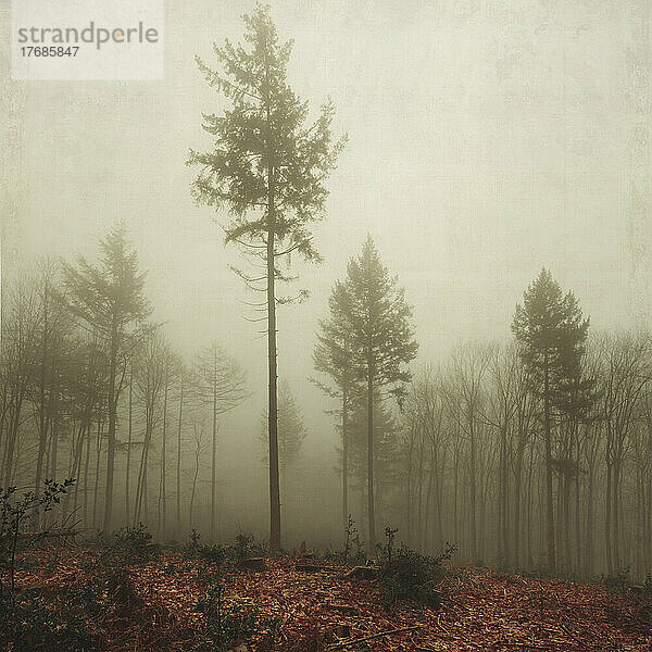 Beschädigte Bäume im nebelverhangenen Herbstwald