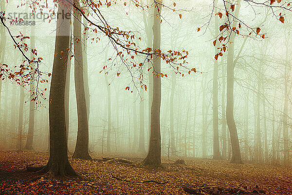Beech forest shrouded in thick autumn fog