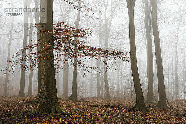 Beech forest on foggy autumn day