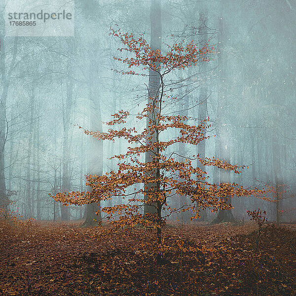 Small beech tree in fog-shrouded autumn forest