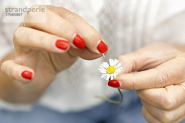 Hände einer Frau  die Blütenblätter von einer Gänseblümchenblume pflückt