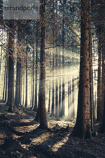 Waldbäume im Morgenlicht