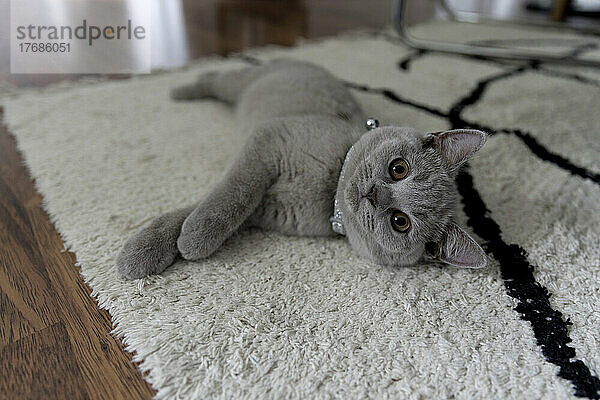 British shorthair cat lying on carpet at home