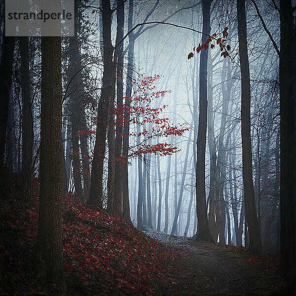 Herbstwald am nebligen Morgen
