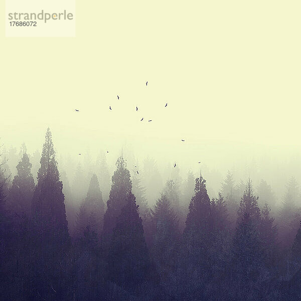 Flock of birds flying over forest trees shrouded in thick fog