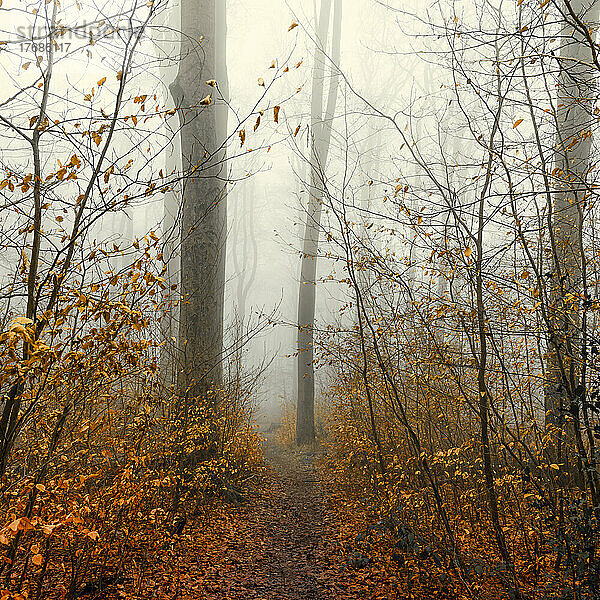 Footpath in autumn forest shrouded in thick fog
