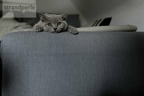 Gray cat looking away and lying on sofa in living room
