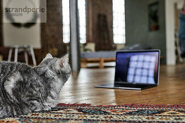 Katze sitzt auf Teppich und schaut auf Laptop
