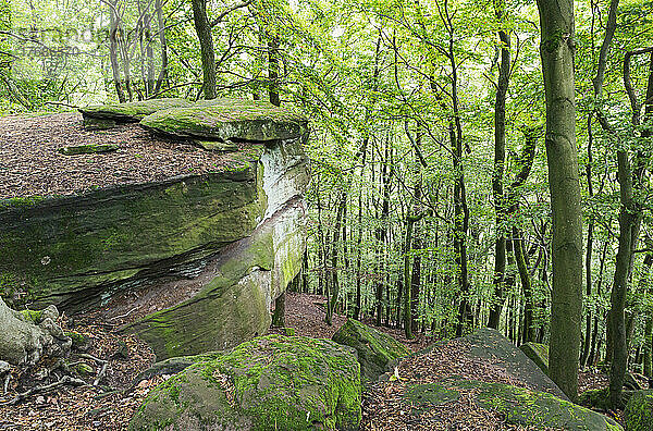 Moosbedeckte Felsen von Bäumen im Pfälzerwald  Deutschland