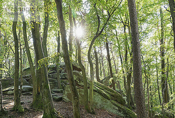 Sonnenlicht strömt durch Buchen im Pfälzerwald  Deutschland