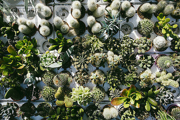 Kleine Kaktuspflanzen von oben gesehen