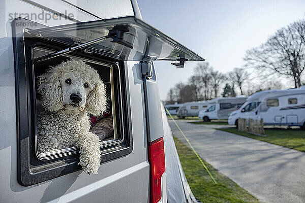 Niedlicher Pudel sitzt an einem sonnigen Tag im Wohnmobil