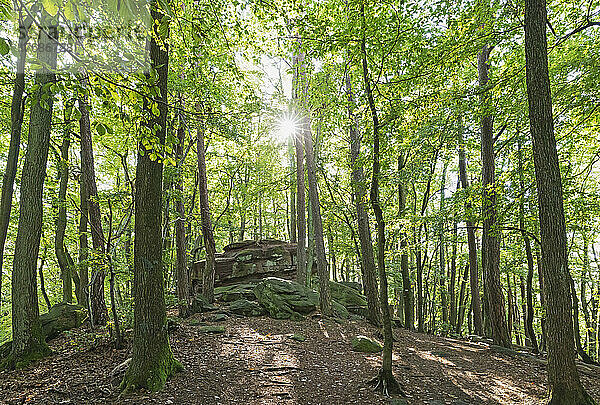 Sonnenlicht strömt durch Bäume im Pfälzer Wald  Deutschland