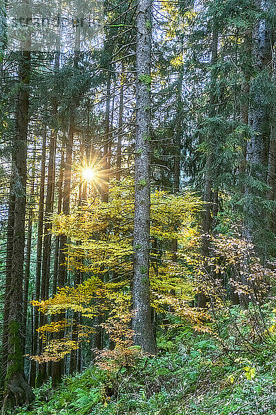 Die Sonne scheint durch die Äste der Waldbäume in den Ammergauer Alpen