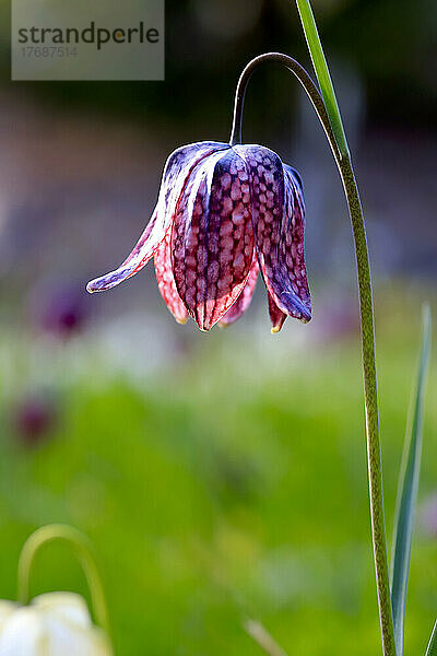 Schlangenkopf-Scheckenfalter (Fritillaria meleagris) blüht im Frühling