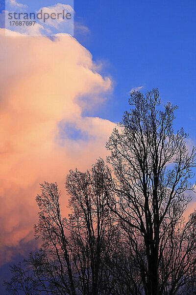 Silhouetten kahler Bäume  die in der Abenddämmerung vor Wolken stehen