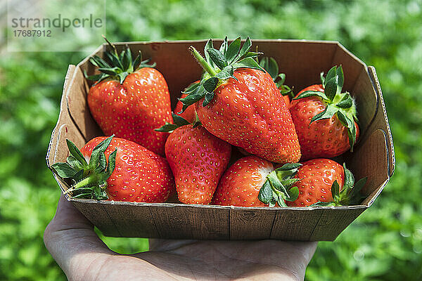 Frisch gepflückte Bio-Erdbeeren im Karton auf dem Bauernhof