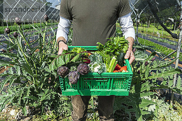 Bauer mit frisch gepflücktem Bio-Gemüse steht im Gewächshaus