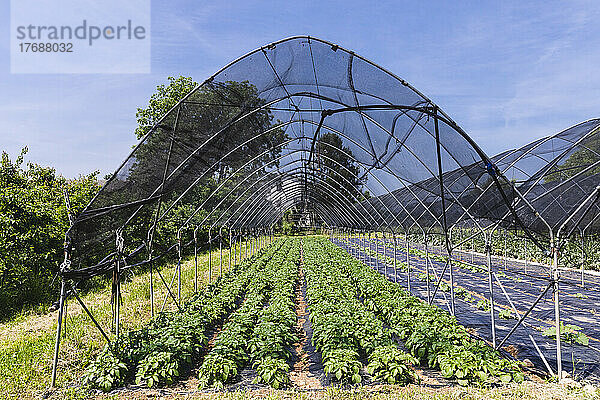 Gewächshaus mit Netzschutz für Gemüse an sonnigen Tagen