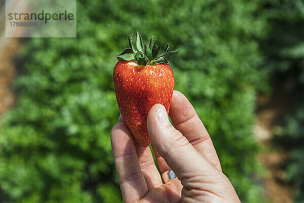 Hand eines Bauern  der an einem sonnigen Tag frische rote Erdbeeren hält