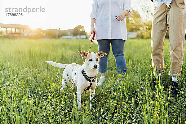 Paar mit Hund steht auf Gras in der Natur