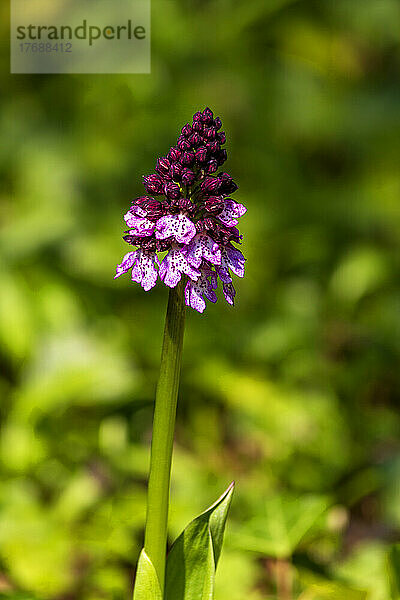 Einzelne Orchideen blühen im Frühling
