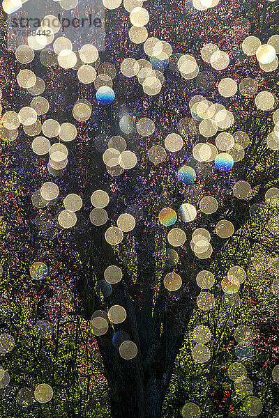 Bokeh-Lichter vor blühendem Baum