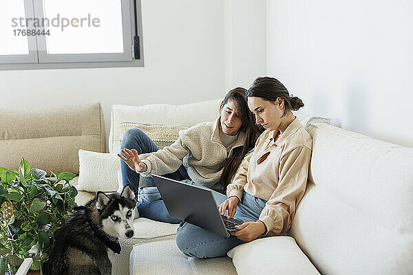 Paar diskutiert über Laptop  sitzt auf Sofa und sibirischer Husky im heimischen Wohnzimmer