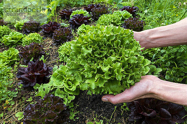 Hands of man holding lettuce in farm