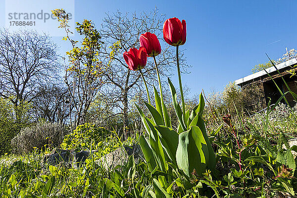 Rote Tulpen im Gemeinschaftsgarten an einem sonnigen Tag
