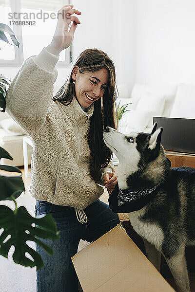 Lächelnde junge Frau spielt mit Siberian Husky im Wohnzimmer ihres neuen Zuhauses