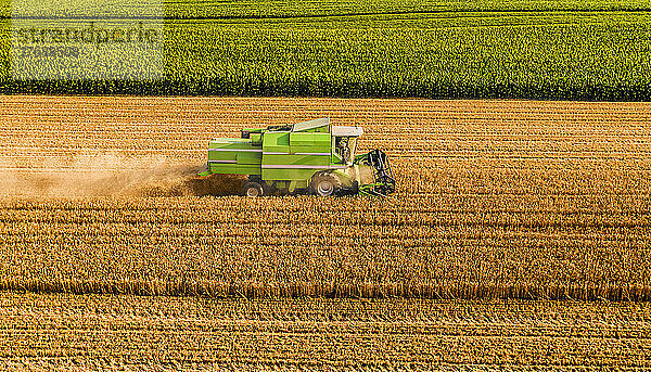 Green combine harvester harvesting wheat crop field