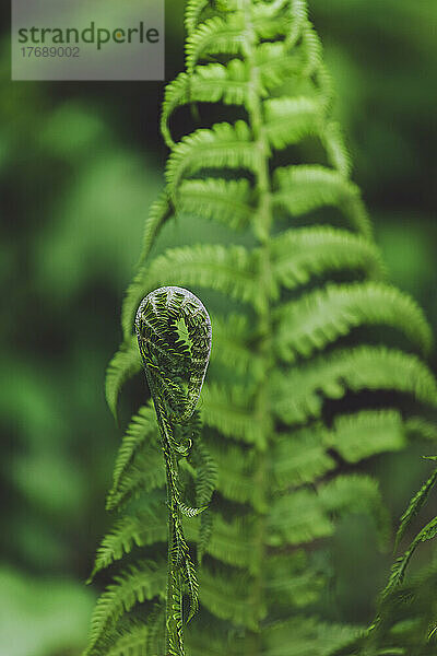 Green fern in forest