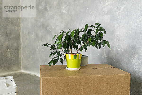 Topfpflanze auf Karton vor grauer Wand