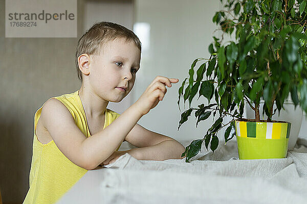 Neugieriger Junge berührt zu Hause das Blatt einer Zimmerpflanze