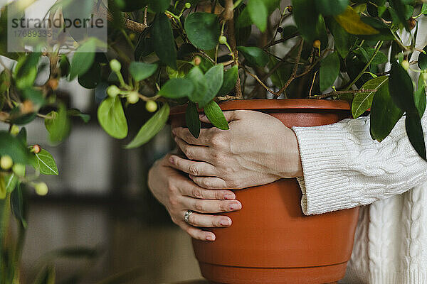 Frauenhände umarmen Topfpflanze zu Hause