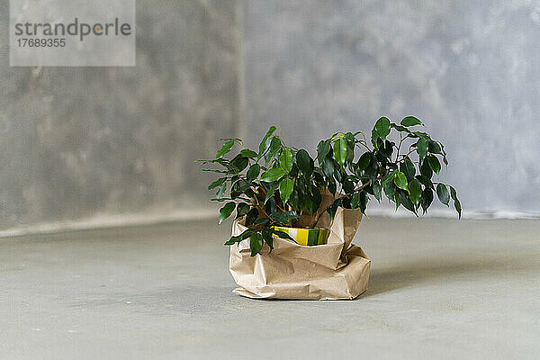 Potted plant in brown paper bag on floor