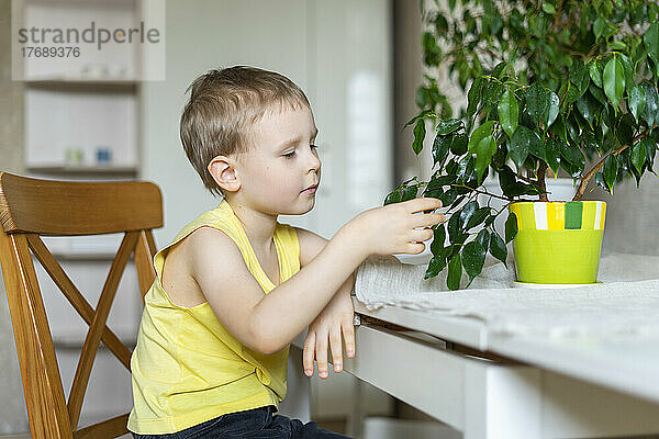 Junge berührt Blatt einer Pflanze  die zu Hause auf einem Stuhl sitzt