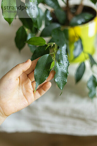 Hand of boy touching houseplant leaf at home