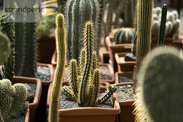 Green cactus in botanical garden