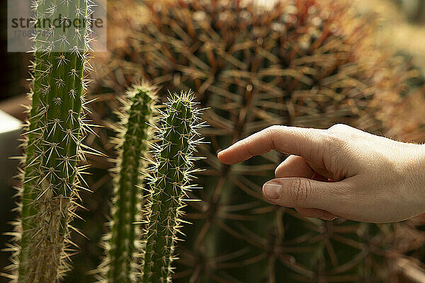 Finger einer Frau  die grünen Kaktus berührt
