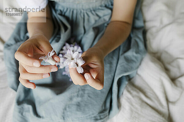 Girl's hands holding violet flowers at home
