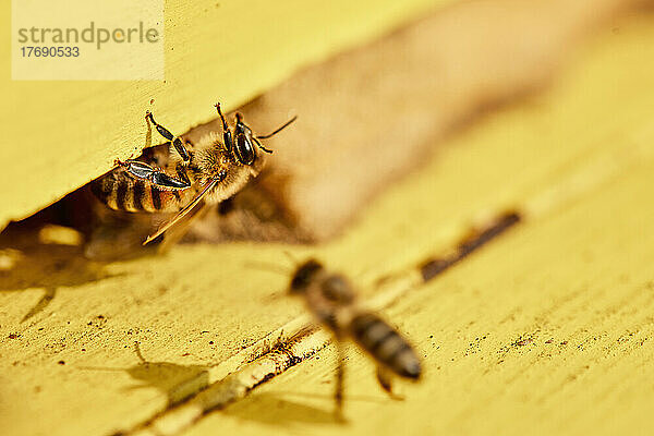Honigbienen auf hölzernem Bienenstock