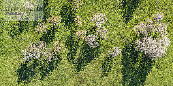 Deutschland  Baden-Württemberg  Neidlingen  Luftaufnahme blühender Obstbäume im Frühling