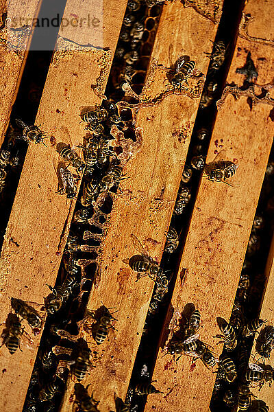 Honigbienen auf Bienenstockbehälter