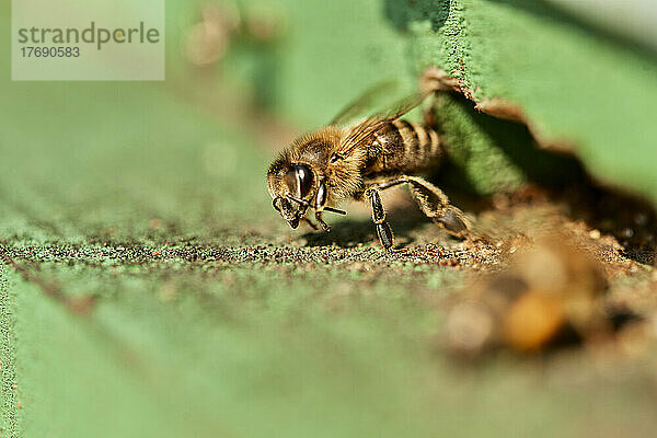 Honigbiene auf grünem Holzbienenstock