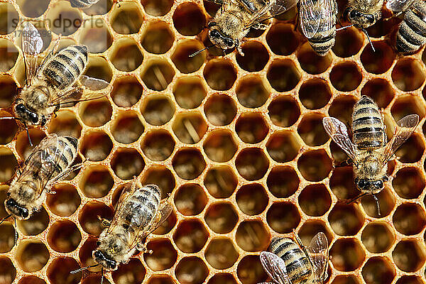 Nahaufnahme von Honigbienen auf Waben